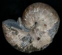 / Hoploscaphites Nodosus Ammonite #6126-2